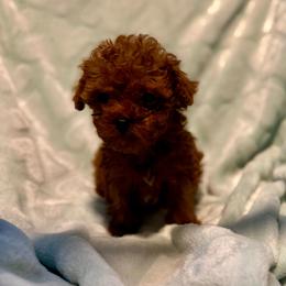Orange - Red  male Poodle puppy in Maryland from CashEuro Poodles