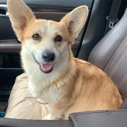 Pembroke Welsh Corgi puppies from Alder Creek Corgis