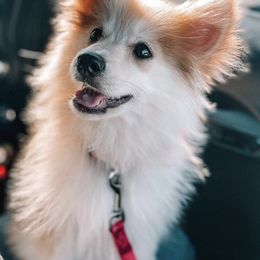 Pomskies from Paws Of Pomskys