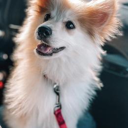 Pomskies from Paws Of Pomskys
