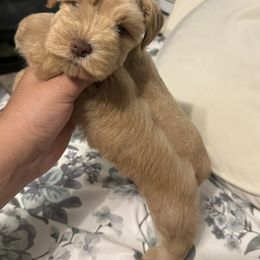 Miniature Schnauzer Puppies from Forever Schnauzers