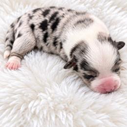 Clay - Blue merle and white male Cardigan Welsh Corgi puppy in Kerens, West Virginia from Leather & Lace