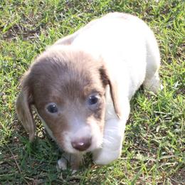 Luke - Fawn (Isabella) male Dachshund puppy in Paris, Texas from Kuttin’ Up Mini Aussies