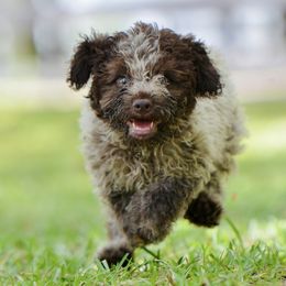Cocoa - Brown roan female Lagotto Romagnolo puppy in St. Augustine, Florida from LBK & Ancient City