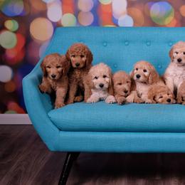 Bernedoodles and Goldendoodles from Edmond Doodles, LLC