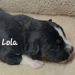 Lola - Black tri female Miniature Australian Shepherd puppy in Waxhaw, North Carolina from Cane Creek Aussies