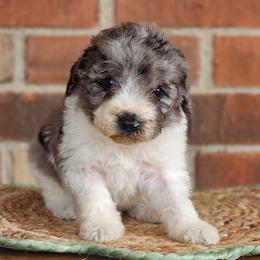 Colt - Merle male Australian Labradoodle puppy in Connersville, Indiana from Dessie's Doodles