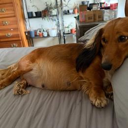 Lucy - Dachshund
