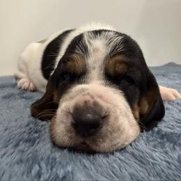 Male 2 - Black white and brown male Basset Hound puppy in Douglas, Georgia from Huffer Hounds and Havanese