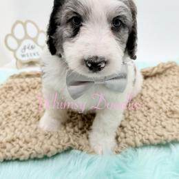 Orion - Blue merle male Bernedoodle puppy in Omaha, Nebraska from Whimsy Doodles