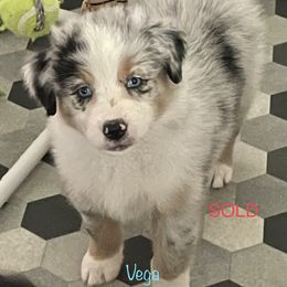 Australian Shepherd Puppies from Bedtime Story Australian Shepherds