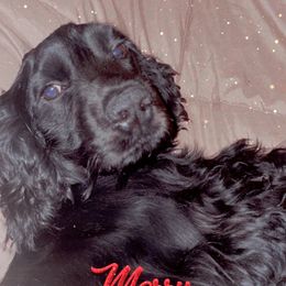 Bear - Cocker Spaniel