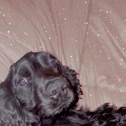 Bear - Cocker Spaniel