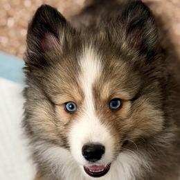 Blaze - Sable & white male Toy Shetland Sheepdog puppy in Magnolia, Texas from Solace Shelties and Pomskies