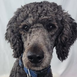 Alex - Poodle
