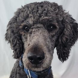 Alex - Poodle