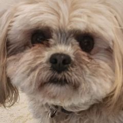Gabe - Shichon
