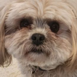 Gabe - Shichon