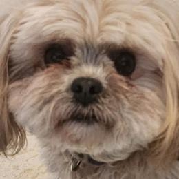 Gabe - Shichon