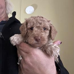Bow - Apricot male Goldendoodle puppy in Waynesboro, Virginia from Forest Creek Kennel