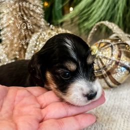 Eggnog - Black and cream female Dachshund puppy in Sioux Rapids, Iowa from VOB Doxie