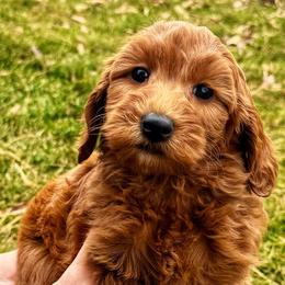Cranberry - Red  female Goldendoodle puppy in Bountiful, Utah from Red Brick Doodles