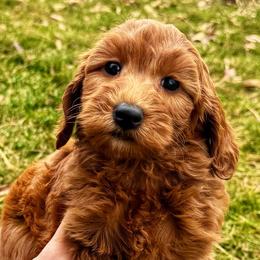 Cranberry - Red  female Goldendoodle puppy in Bountiful, Utah from Red Brick Doodles