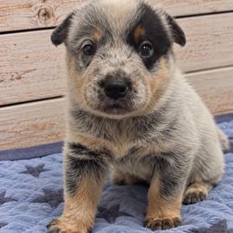 Scout - Blue male Australian Cattle Dog puppy in Scurry, Texas from RedHorizon AKC Australian Cattle Dogs (Heelers)