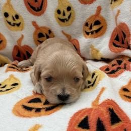Maple - Apricot female Maltipoo puppy in Mesa, Arizona from Marci's Maltipoos