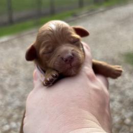 Duchess - Red  female Goldendoodle puppy in Wharton, Texas from Little Fur Friends