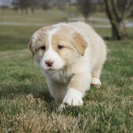 Della - Yellow female Australian Shepherd puppy in Holmesville, Ohio from Coffee Run Spring at Miller Farms