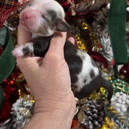 Dachshund Puppies from Buzzard kreek Kennels