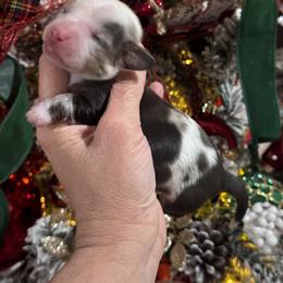 Dachshund Puppies from Buzzard kreek Kennels