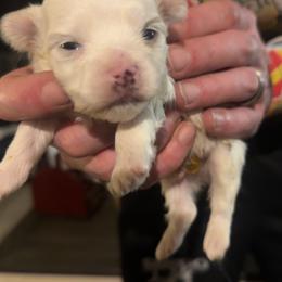 Boy 1 - White male Morkie puppy in Pittsburgh, Pennsylvania from Maria's Morkies & More