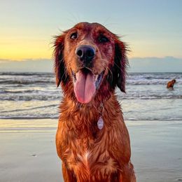 Birdie - Golden Retriever