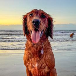 Birdie - Golden Retriever