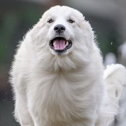 Great Pyrenees from Sunquest Great Pyrenees