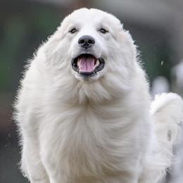 Great Pyrenees from Sunquest Great Pyrenees