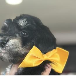 Dachshund, Miniature Schnauzer, and Pomeranian Puppies from The Bearded Companions