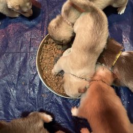 Siberian Husky Puppies from Feazell’s Siberian Huskies