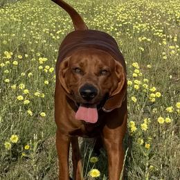 Redbone Coonhounds from Dorsett Dogs