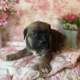 Brown collar - Fawn female Cane Corso puppy in Opelousas, Louisiana from Azelees Cane Corso
