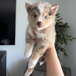 Skye - Merle female Pomsky puppy in Goodyear, Arizona from Velvet Pomskies