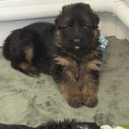 Greta - Black and red female German Shepherd puppy in Garland, Maine from Vom Schön Traumhund