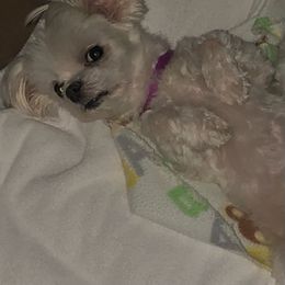 Luckey - Maltese