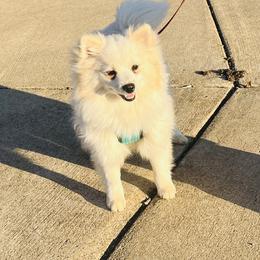Terri - Cream female Pomeranian puppy in St. Louis, Missouri from Saint Louis Pomeranian babies
