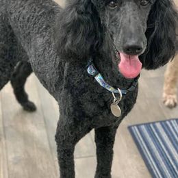 Poodles from Benson Standard Poodles