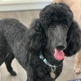 Poodles from Benson Standard Poodles