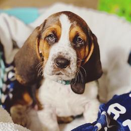 Basset Hound Puppies from Low and Slow Basset Hounds