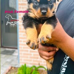 Pink Female - Black and mahogany female Rottweiler puppy in Humble, Texas from Inexorable Haus Early Rotts
